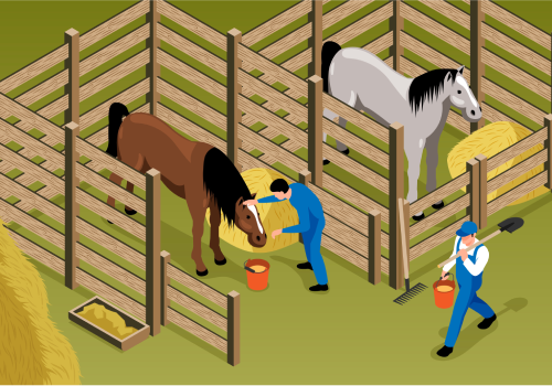 Feed for horses